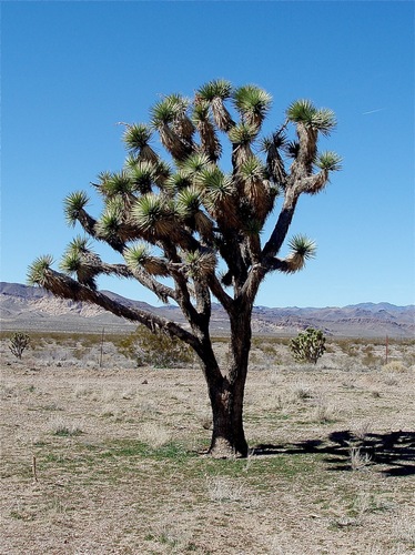 Yucca brevifolia (Joshua tree) — photo