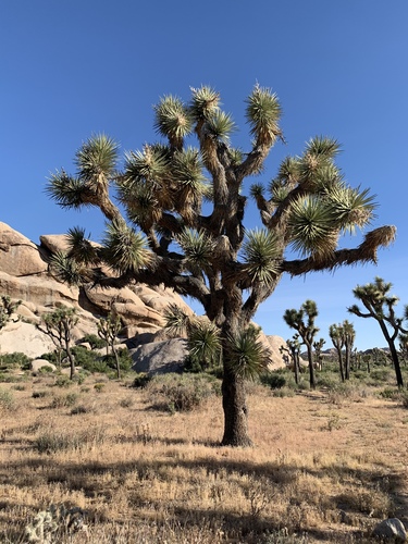 Yucca brevifolia (Joshua tree) — photo