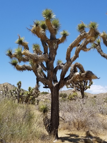 Yucca brevifolia