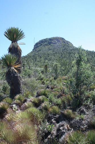 Yucca carnerosana (Palma barreta) — photo