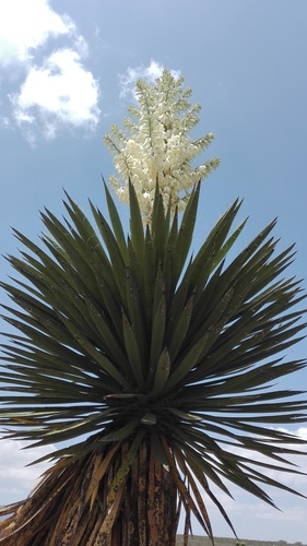 Yucca carnerosana (Palma barreta) — photo