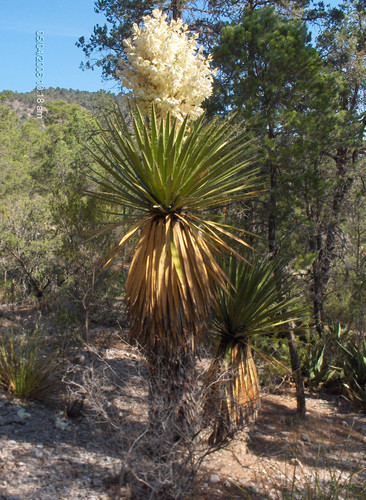 Yucca carnerosana