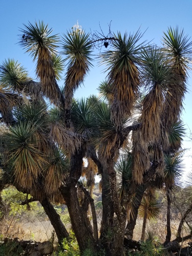 Yucca decipiens — photo