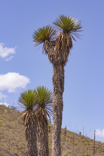Yucca decipiens — photo