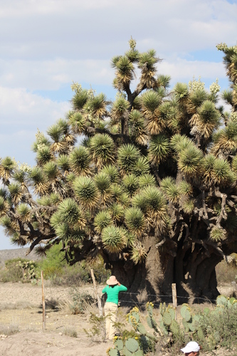 Yucca decipiens