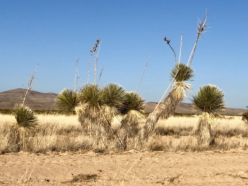 Yucca elata (Soap weed) — photo