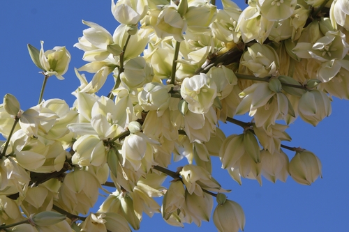 Yucca elata