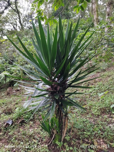 Yucca elephantipes (Giant Yucca) — photo