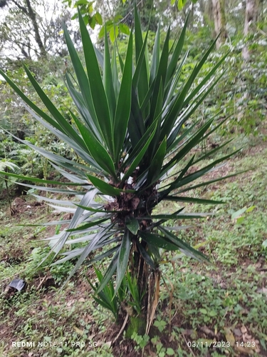 Yucca elephantipes (Giant Yucca) — photo