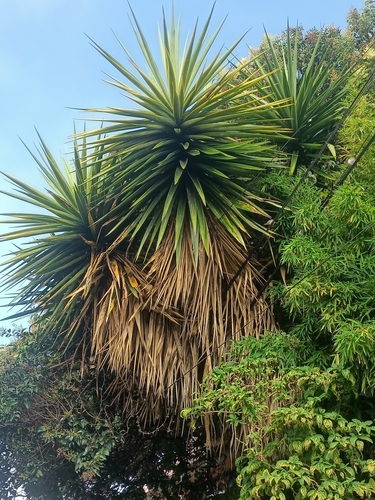 Yucca elephantipes