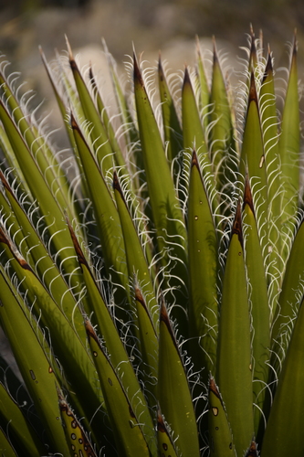Yucca faxoniana (Faxon yucca) — photo