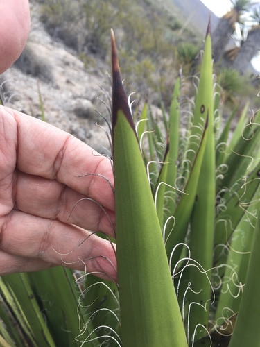 Yucca faxoniana (Faxon yucca) — photo