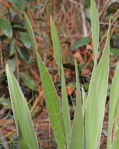Yucca filamentosa (Adam’s Needles) — photo