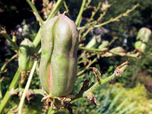 Yucca filamentosa (Adam’s Needles) — photo