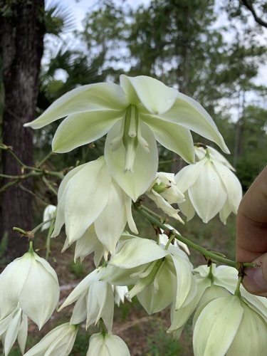 Yucca filamentosa