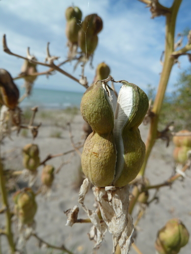 Yucca flaccida (Adam's needle) — photo