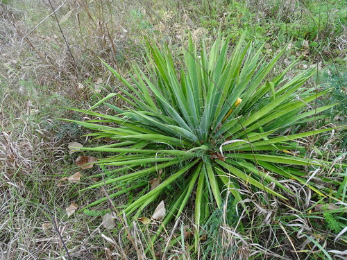 Yucca flaccida (Adam's needle) — photo