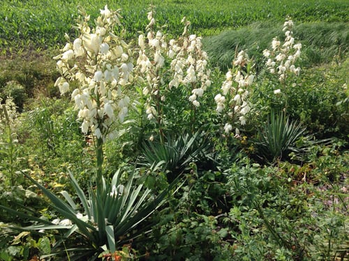 Yucca flaccida