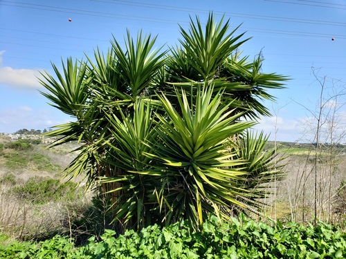 Yucca gigantea (Guatemala yucca) — photo