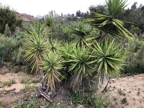 Yucca gigantea (Guatemala yucca) — photo
