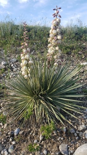 Yucca glauca (Soapweed) — photo