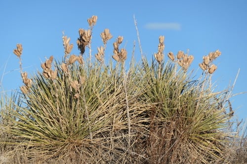 Yucca glauca (Soapweed) — photo