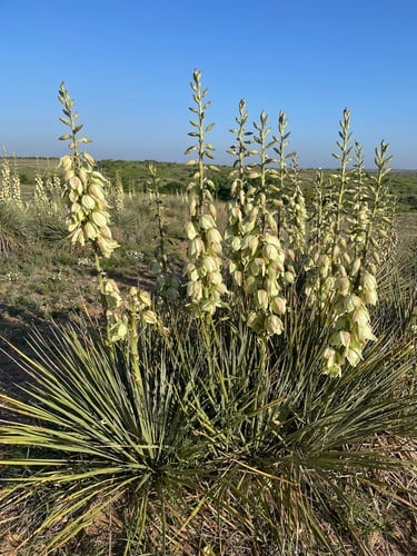 Yucca glauca