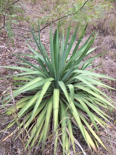 Yucca gloriosa