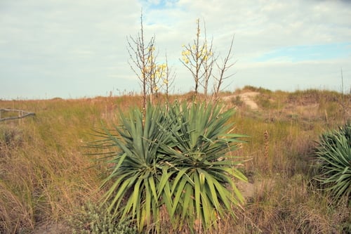 Yucca gloriosa (Candle yucca) — photo