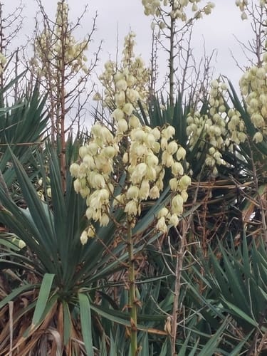 Yucca gloriosa var. tristis