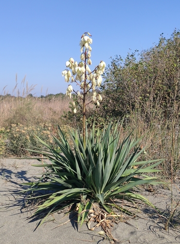 Yucca gloriosa var. tristis (Ornamental yucca) — photo
