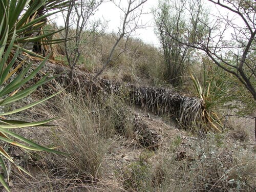 Yucca grandiflora (Sahuiliqui) — photo