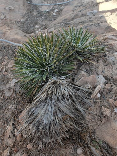 Yucca harrimaniae (Spanish bayonet) — photo