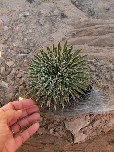 Yucca harrimaniae (Spanish bayonet) — photo