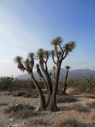 Yucca periculosa (Palmitos) — photo