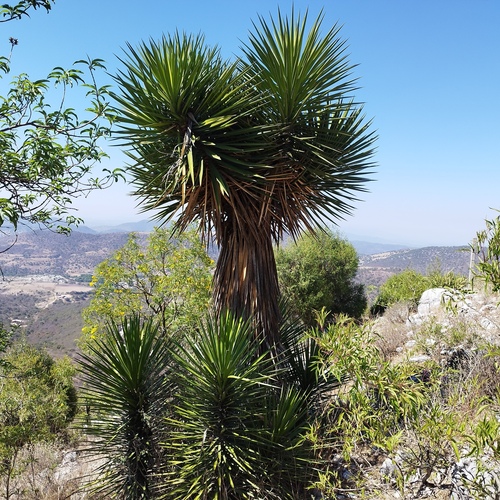 Yucca periculosa (Palmitos) — photo