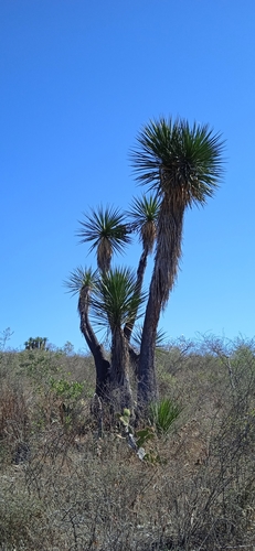 Yucca periculosa