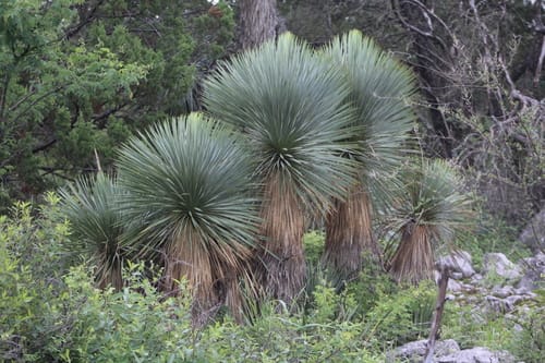 Yucca rostrata (Soyate) — photo