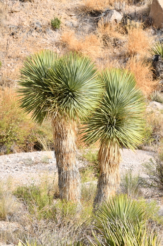 Yucca rostrata