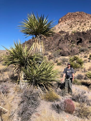 Yucca schidigera (Mojave yucca) — photo