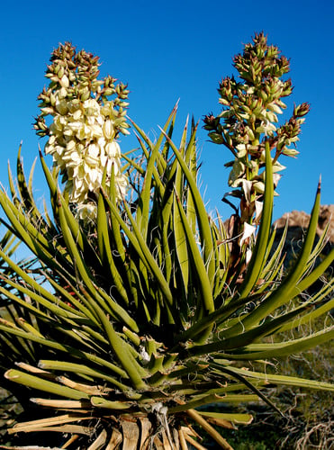 Yucca schidigera