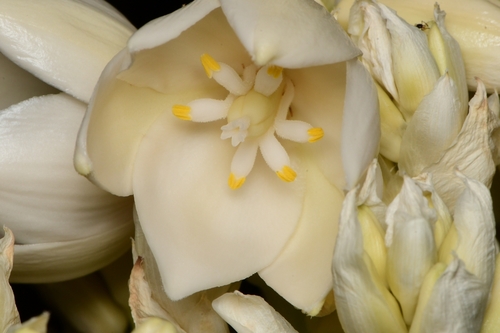 Yucca treculeana (Spanish dagger) — photo