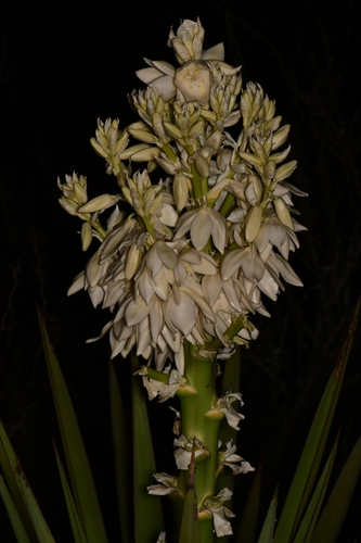 Yucca treculeana (Spanish dagger) — photo