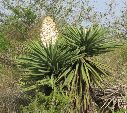 Yucca treculeana