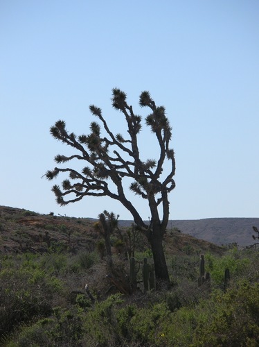 Yucca valida (Strong yucca) — photo