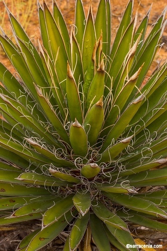 Yucca valida (Strong yucca) — photo