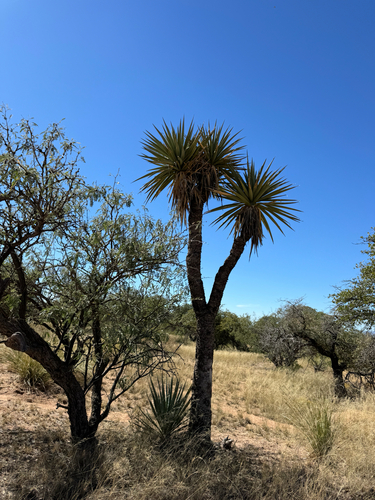 Yucca x schottii (Schott's yucca) — photo