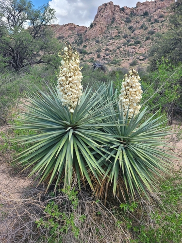 Yucca x schottii (Schott's yucca) — photo