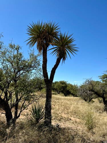 Yucca x schottii
