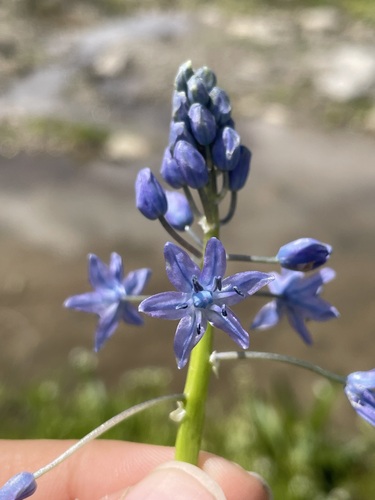 Zagrosia persica